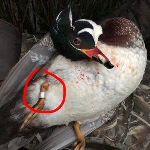 Meet your Posher, Hunter